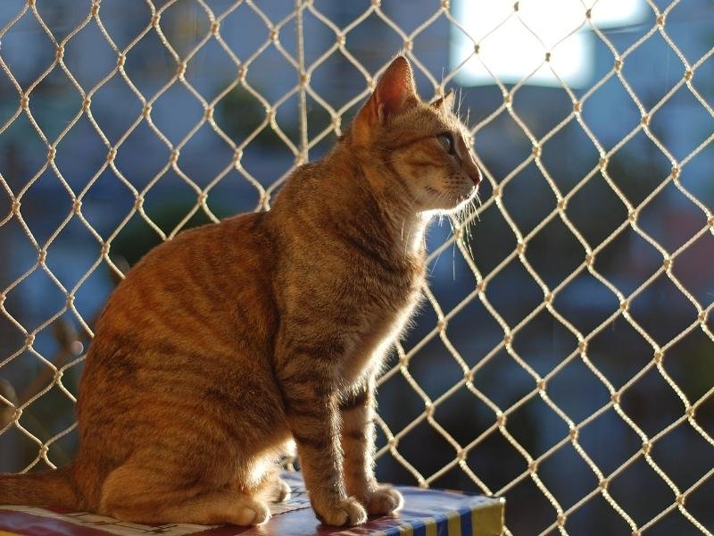 Tela de segurança com qualidade garantida em Brasília