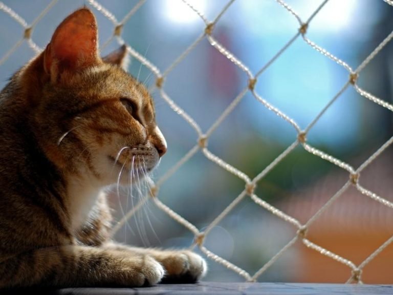 Dicas para comprar redes de proteção em Brasília