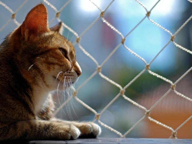 Dicas para comprar redes de proteção em Brasília