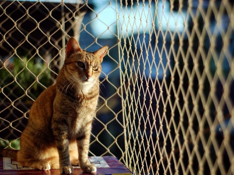 Rede de Proteção Brasília