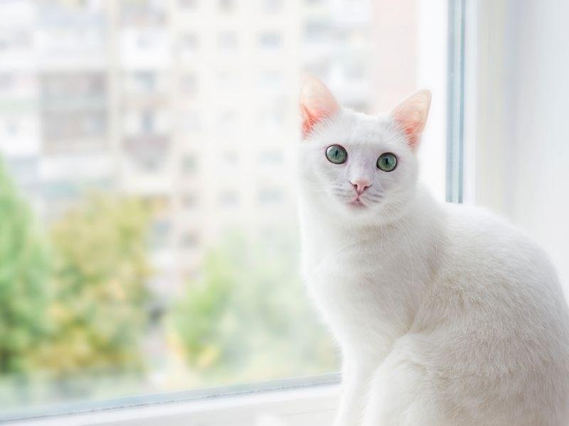 Rede de Proteção Brasília