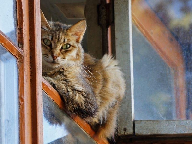 Instalação de rede de proteção em Planaltina, Brasília