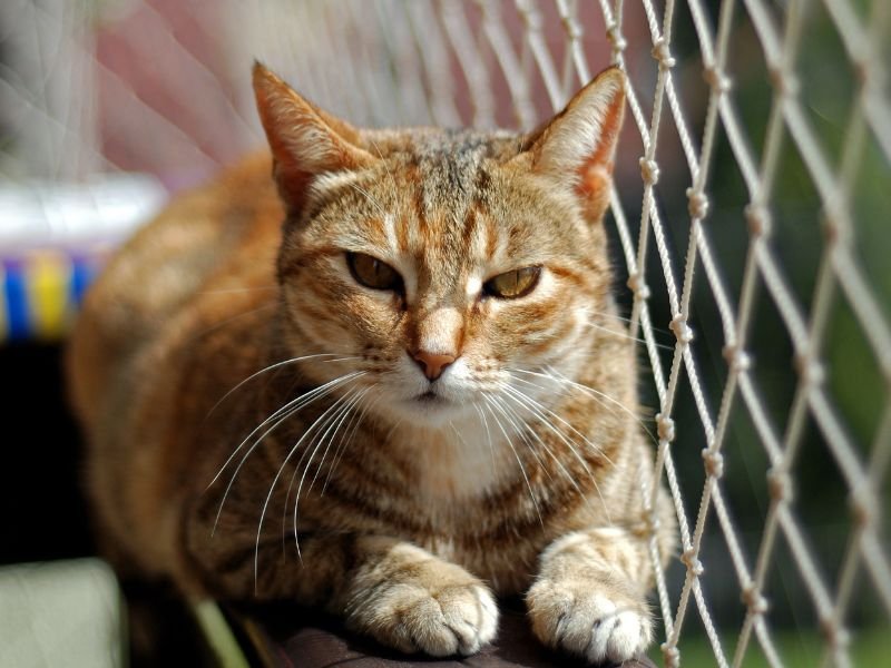 Telas de Proteção em Brasília