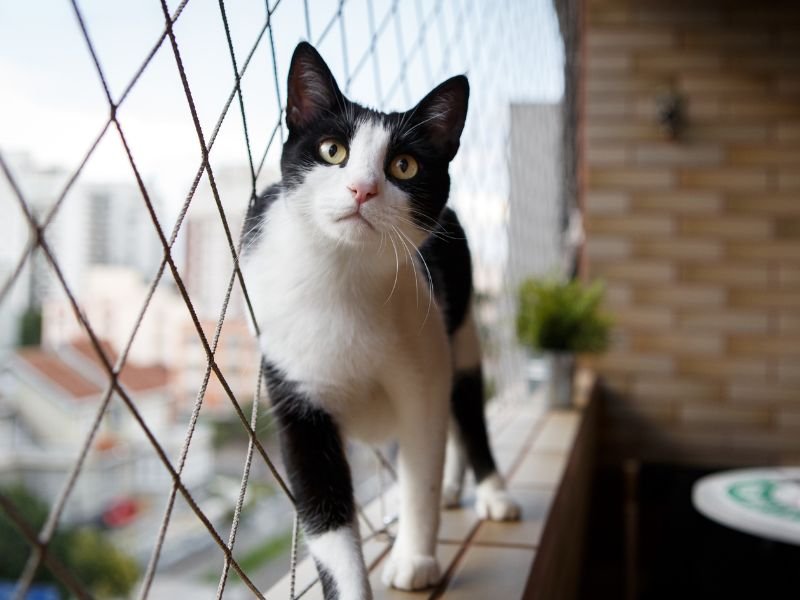 Telas de Proteção para Janelas em Gama Brasília