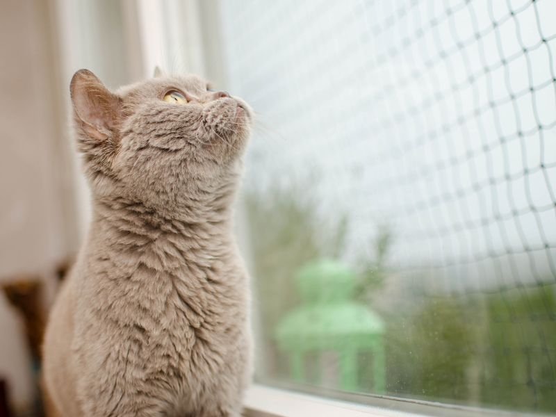 Tela de Proteção para Janelas em Brasília