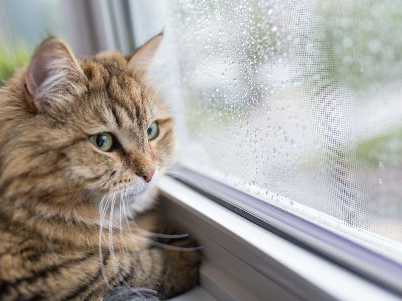 Redes de Proteção em Vicente Pires, Brasília